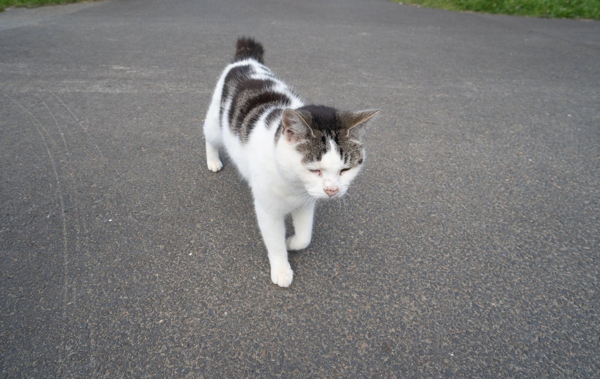    Спина у кошки может лысеть из-за кожных заболеваний, аллергии или гормональных сбоев