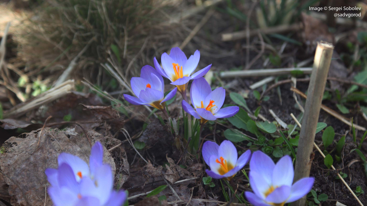 Шафран золотистый (Crocus chrysanthus) 'Deep Water'. 4 фото.