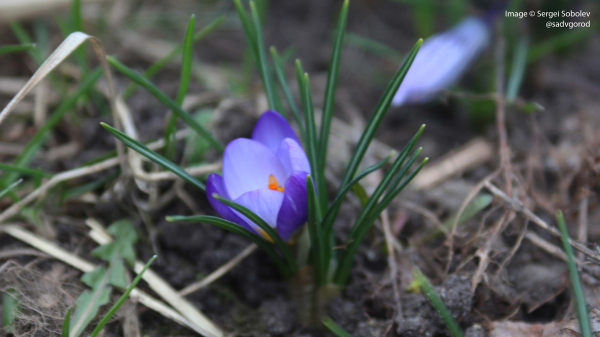 Шафран золотистый (Crocus chrysanthus) 'Zenith.
