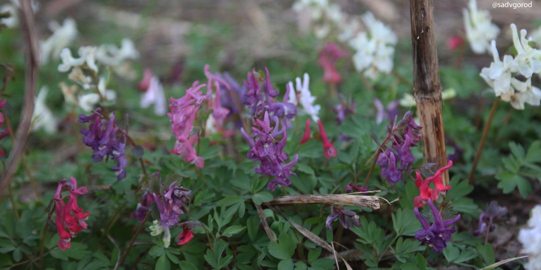 Садовый дневник 04.04.2026