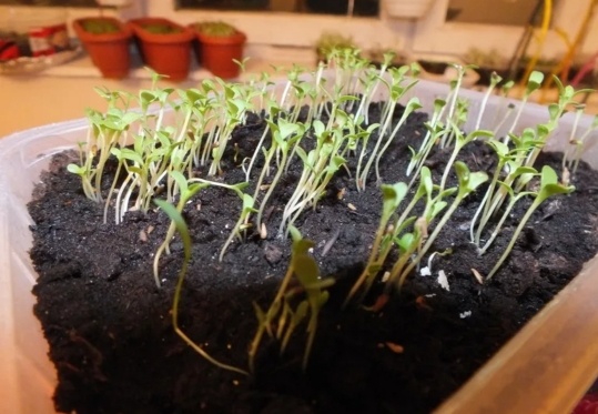 Домашняя рассада астры