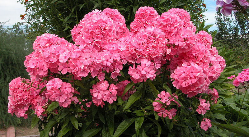 Шикарные флоксы в саду и на даче. Особенности выращивания и ухода