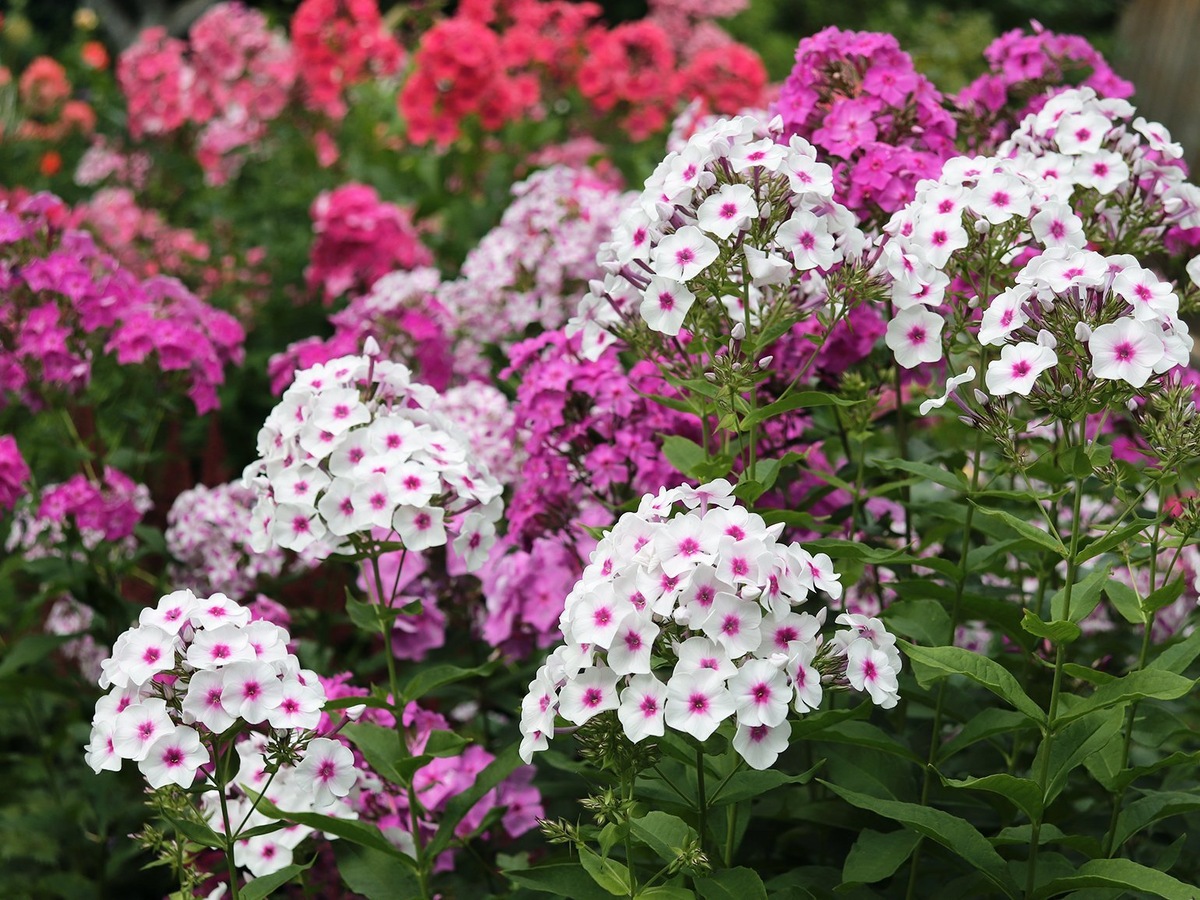 Шикарные флоксы в саду и на даче. Особенности выращивания и ухода 