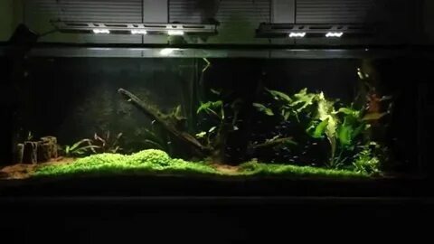 Свет оживляет аквариум: правильная подсветка подчёркивает цвета, создаёт объём и поддерживает здоровье обитателей. 