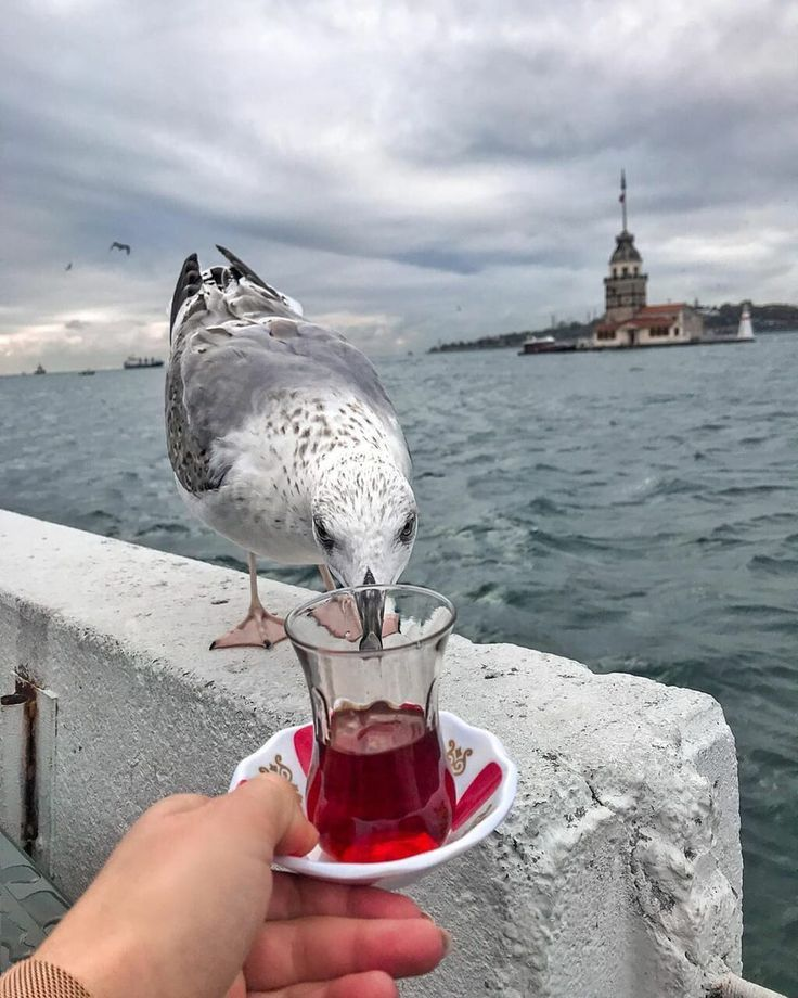 Чайки в городах