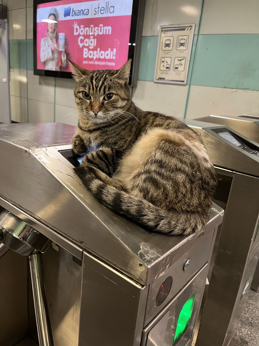 Кошки в метро