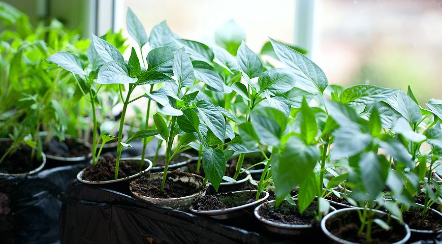 как правильно сажать перец на рассаду