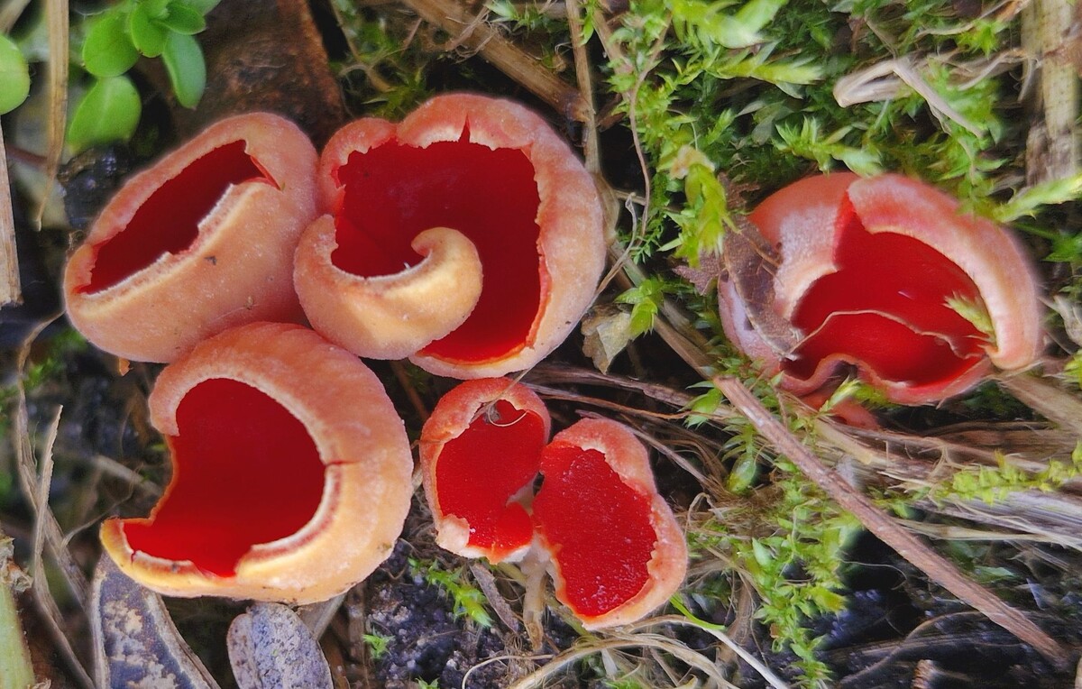 Саркосцифа австрийская - Sarcoscypha austriaca