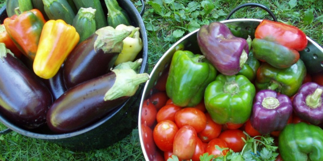 Помидоры, перец и баклажаны можно выращивать, как многолетнюю культуру