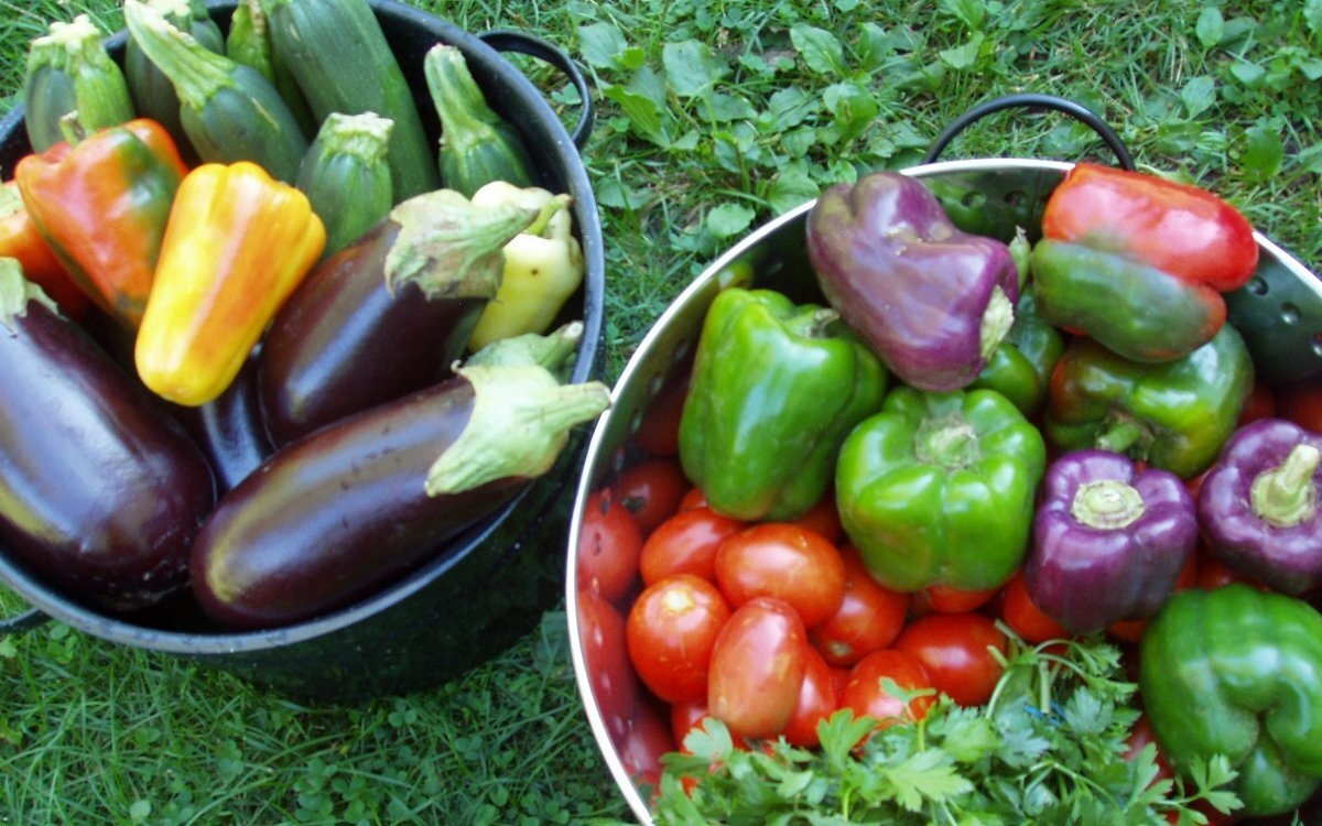 Помидоры, перец и баклажаны можно выращивать, как многолетнюю культуру