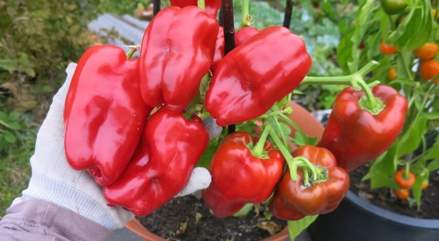 Помидоры, перец и баклажаны можно выращивать, как многолетнюю культуру