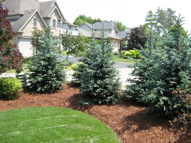 Ель на участке: как вырастить настоящую лесную красавицу из семян