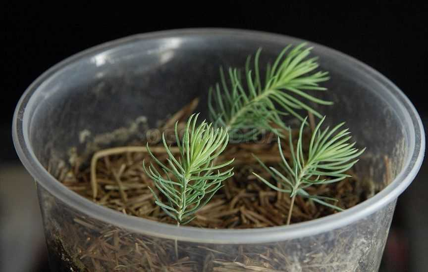 Ель на участке: как вырастить настоящую лесную красавицу из семян