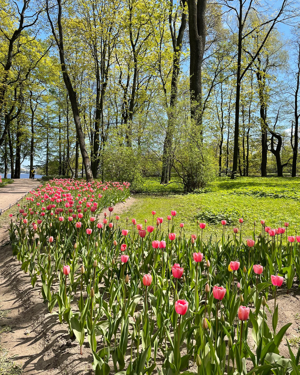 Фестиваль тюльпанов в ЦПКиО / все фото принадлежат автору статьи