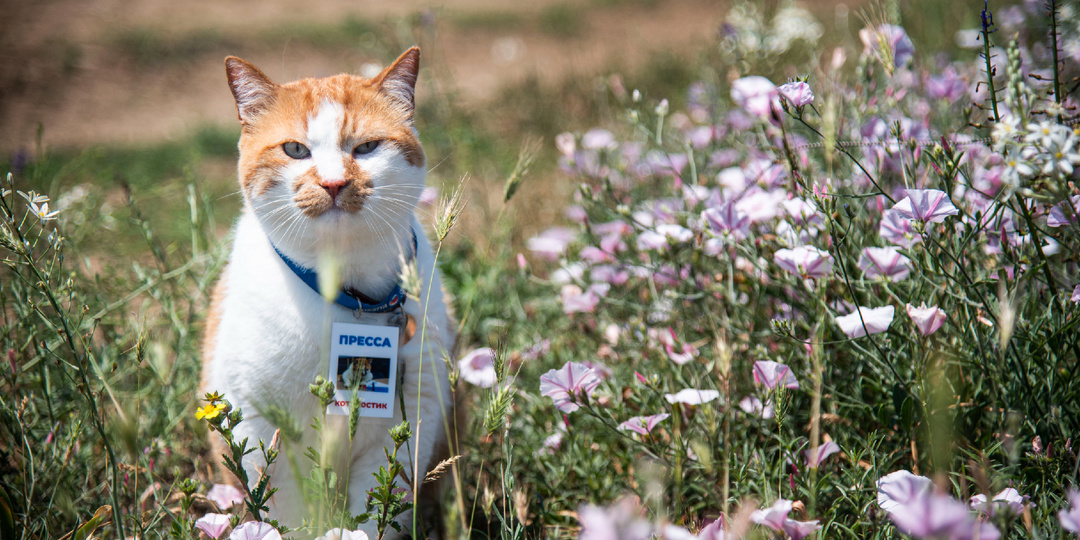 Проводники к красоте природы: кот Мостик рекомендует цветочные фототуры по Крыму