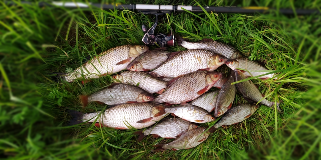 Пшеница для рыбалки: варим и запариваем так, чтобы карась стоял в очереди