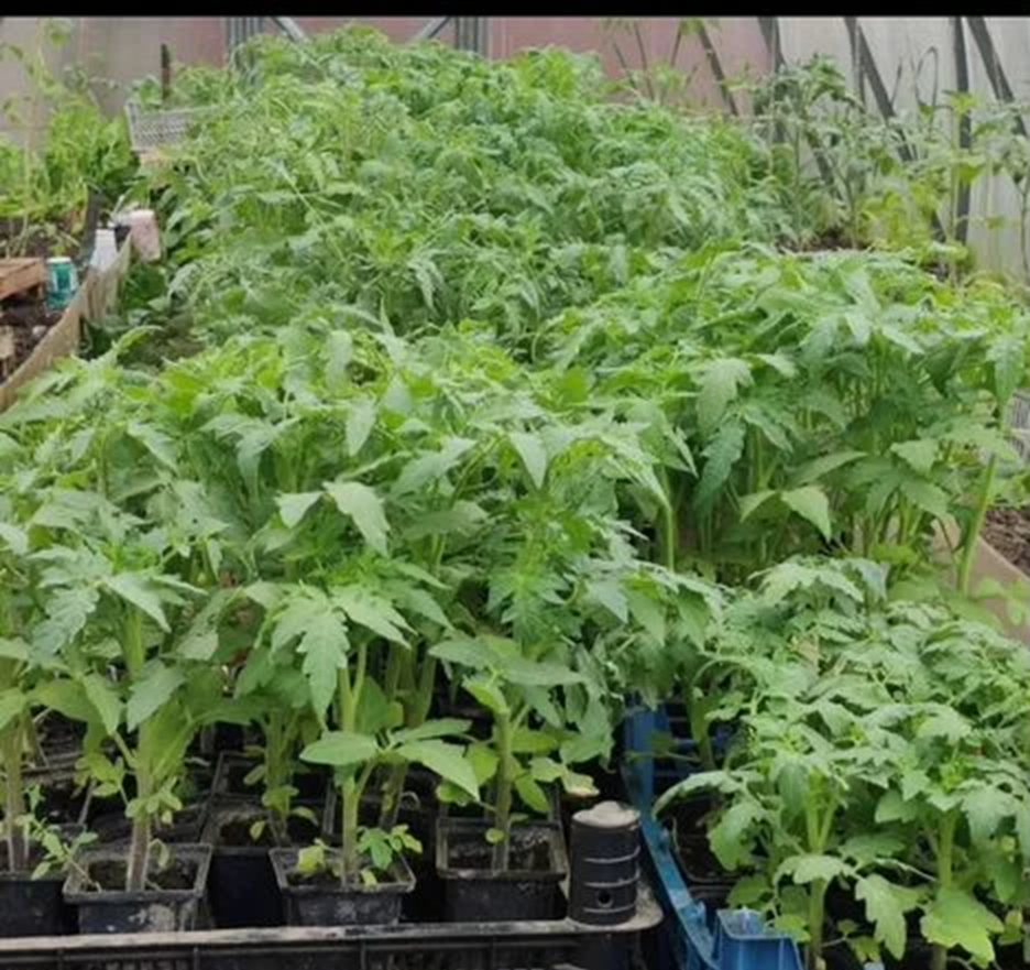 Рассада томатов