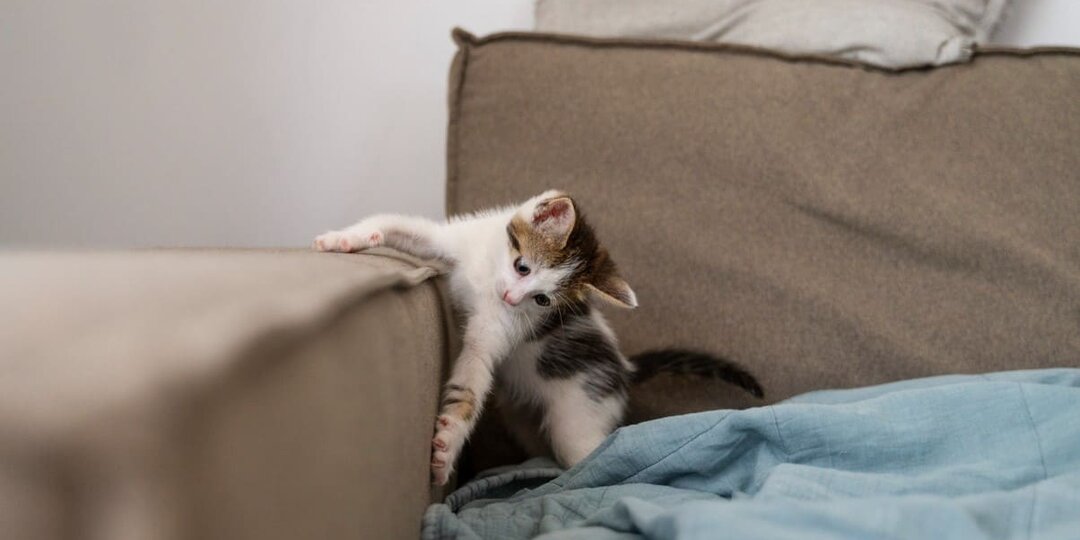 Диван в лохмотья, провода перекушены: почему кошка грызёт всё подряд и как это остановить