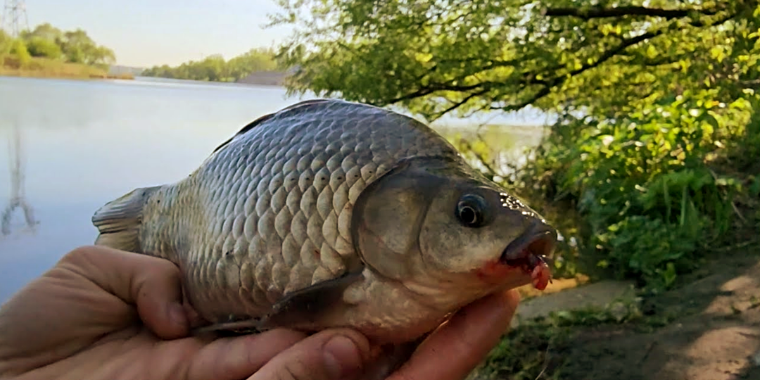 Ароматы для весенней рыбалки 2026: что привлекает мирную рыбу в холодной воде