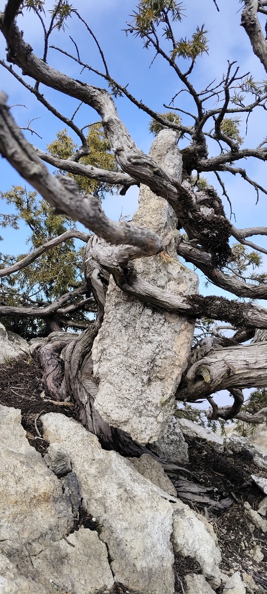 Можжевельник на вершине горы Бештау 