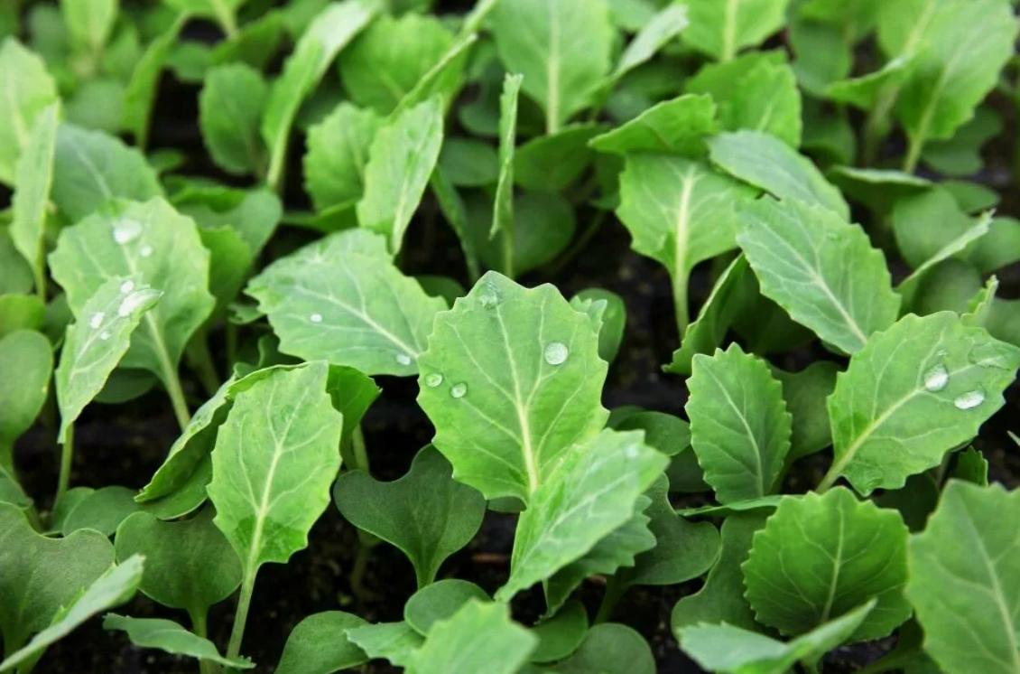 как правильно сажать капусту на рассаду