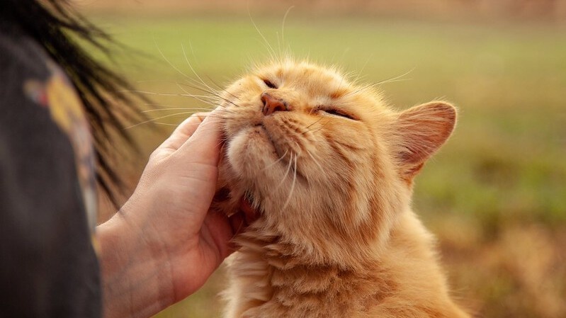 Почему кошка трëтся мордочкой об вашу руку