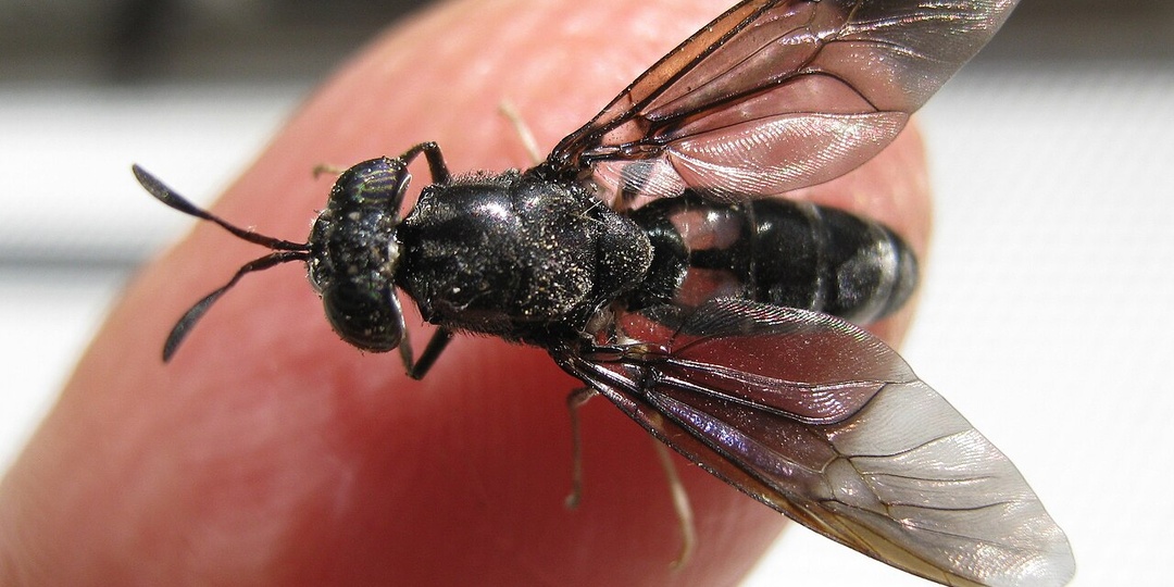 Немецкая ферма по разведению мух обанкротилась