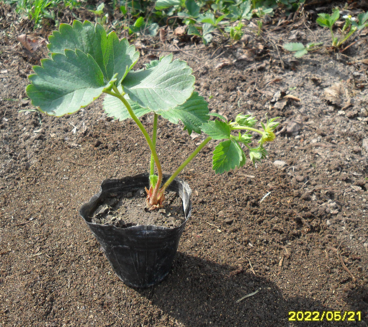 Один саженец "Купчихи"