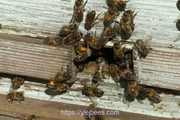 Нужны ли белковые подкормки пчелам весной