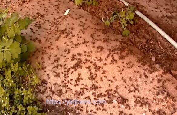 Летные пчелы погибшие при похолодании весной перед пасекой