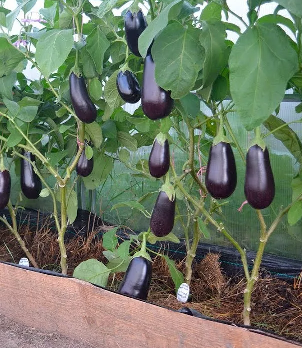 как правильно сажать баклажаны на рассаду