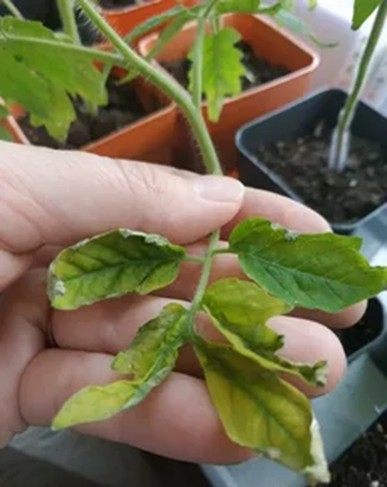 Лист томата пожелтел