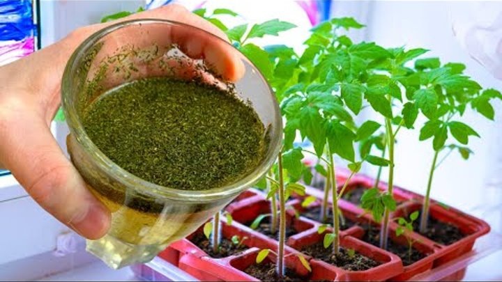 За день рассада томатов крепкая и здоровая: натуральная подкормка из СССР
