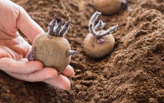 Посадка картошки