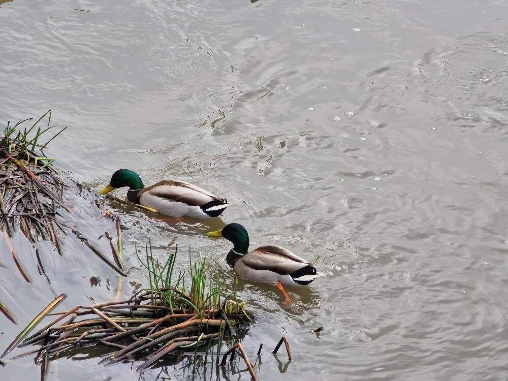    Фото: Е. Богачева. Галина Ященко