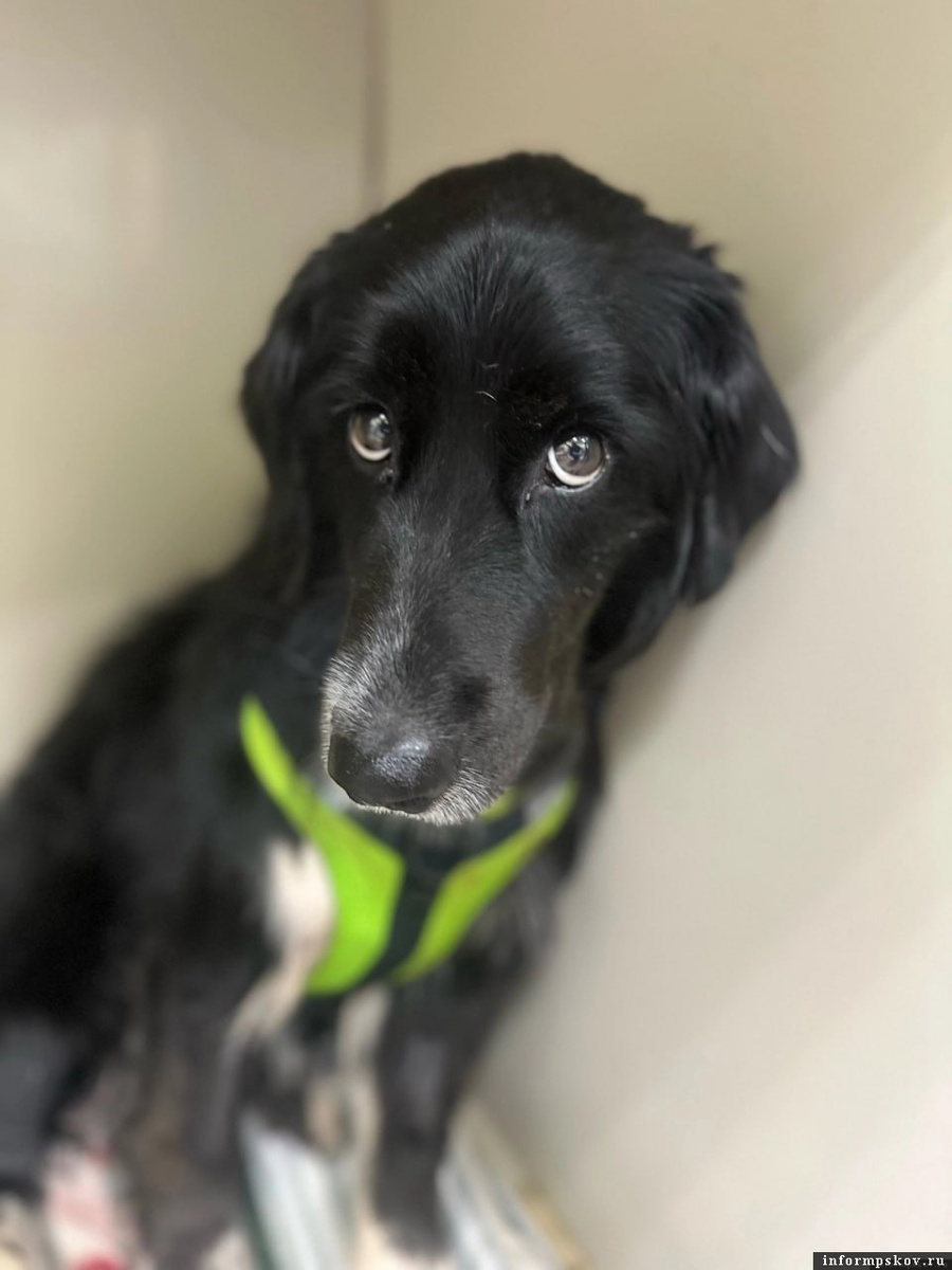 Фото: приют «Шанс»