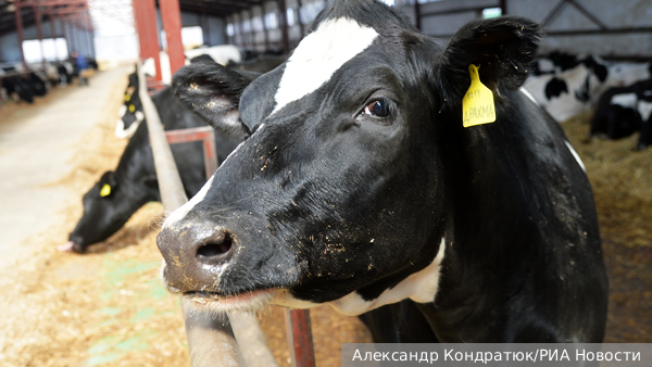 Ветеринарная история. Как в Новосибирской области скот отдавали. Часть II