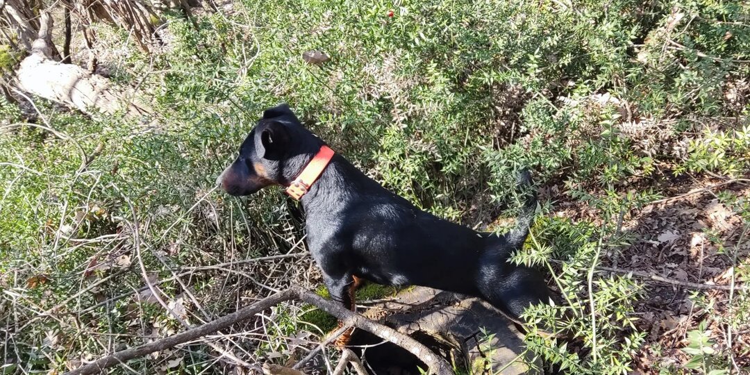 Как выбрать надёжного заводчика собаки и избежать распространённых ошибок