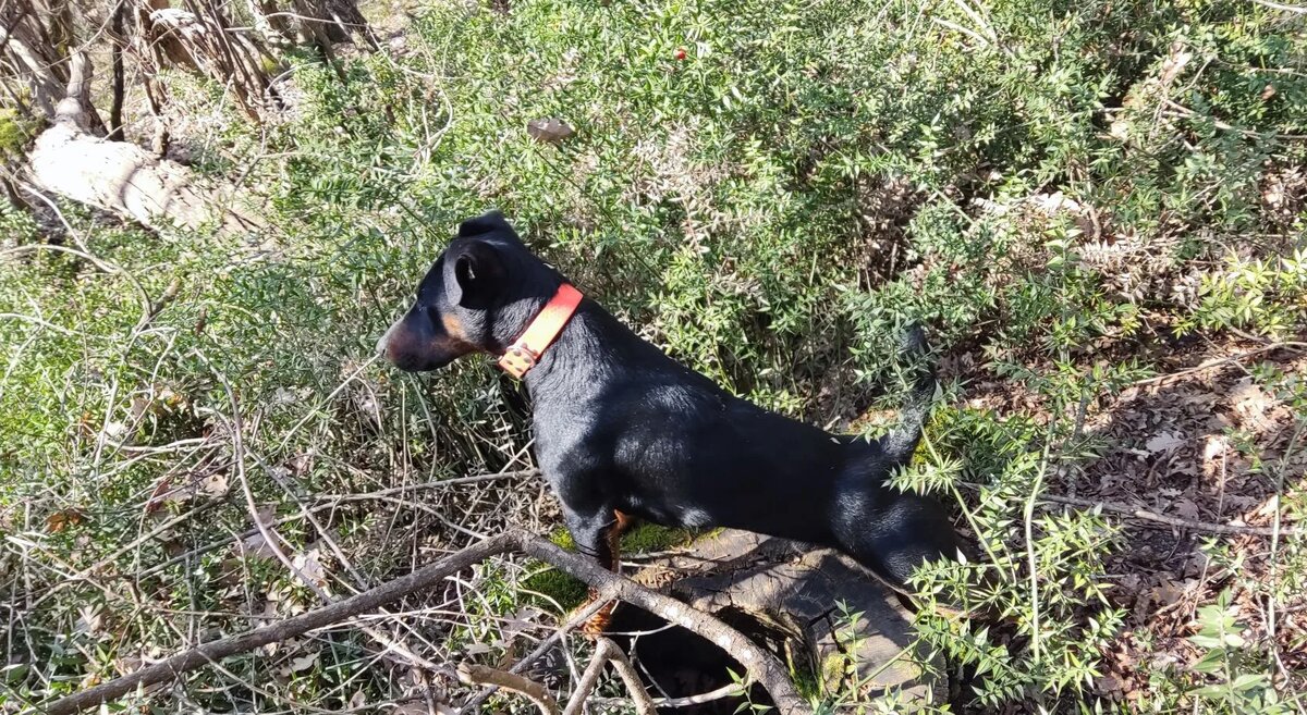 Как выбрать надёжного заводчика собаки и избежать распространённых ошибок