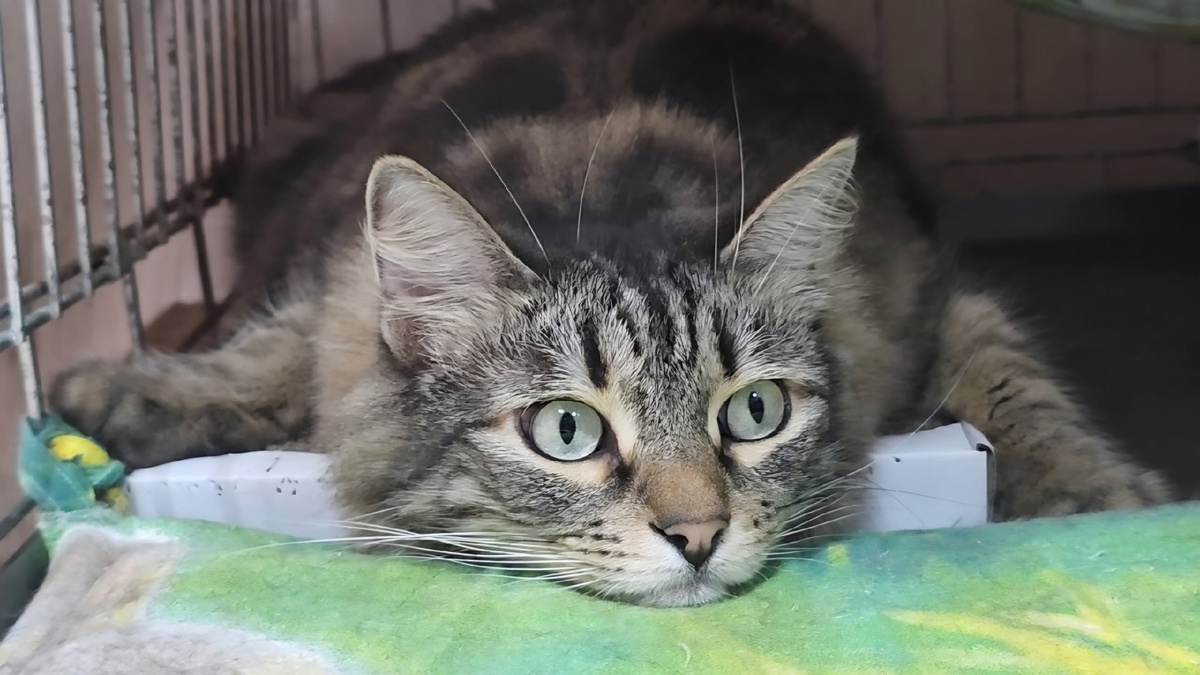 Пуховик в размышлениях о налогах.