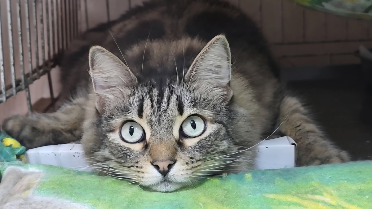 Не последнее место в расходах приюта занимают налоги.