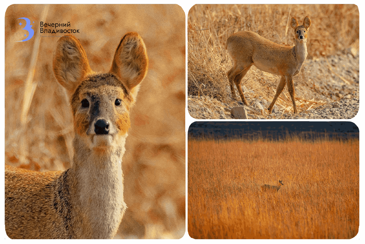 Автор фото:Юрий Смитюк; ФГБУ «Земля леопарда»

