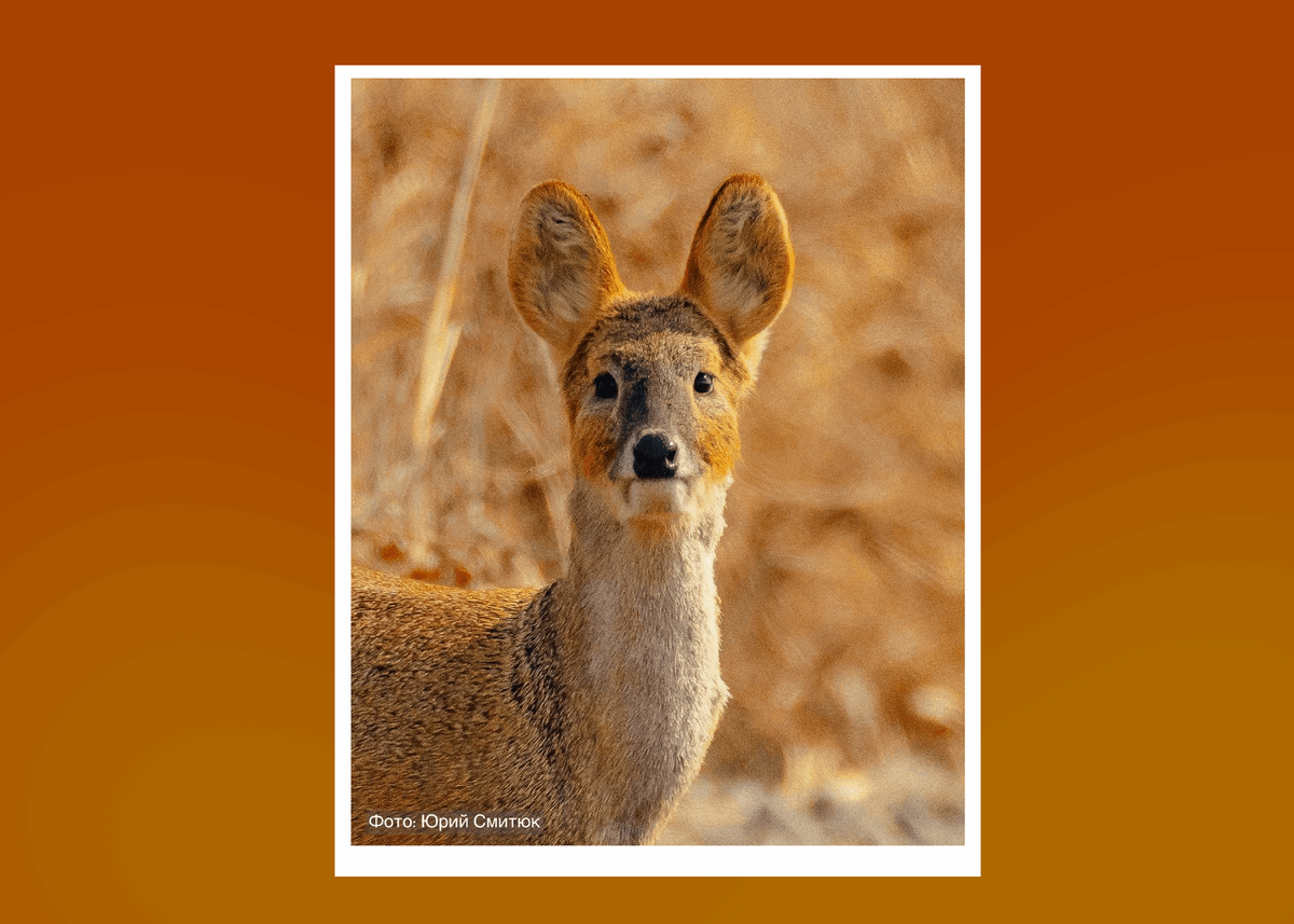 До 8 оленят за раз и готовность к размножению в полгода – секрет взрывного роста популяции. Фото: Юрий Смитюк; ФГБУ «Земля леопарда»
