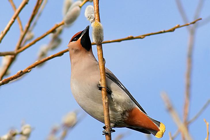    Фото Андрея Заржецкого, VN.ru