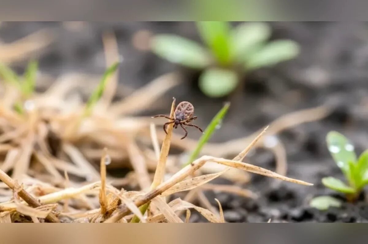    Снежная зима обернется для новосибирцев нашествием клещей и комаров