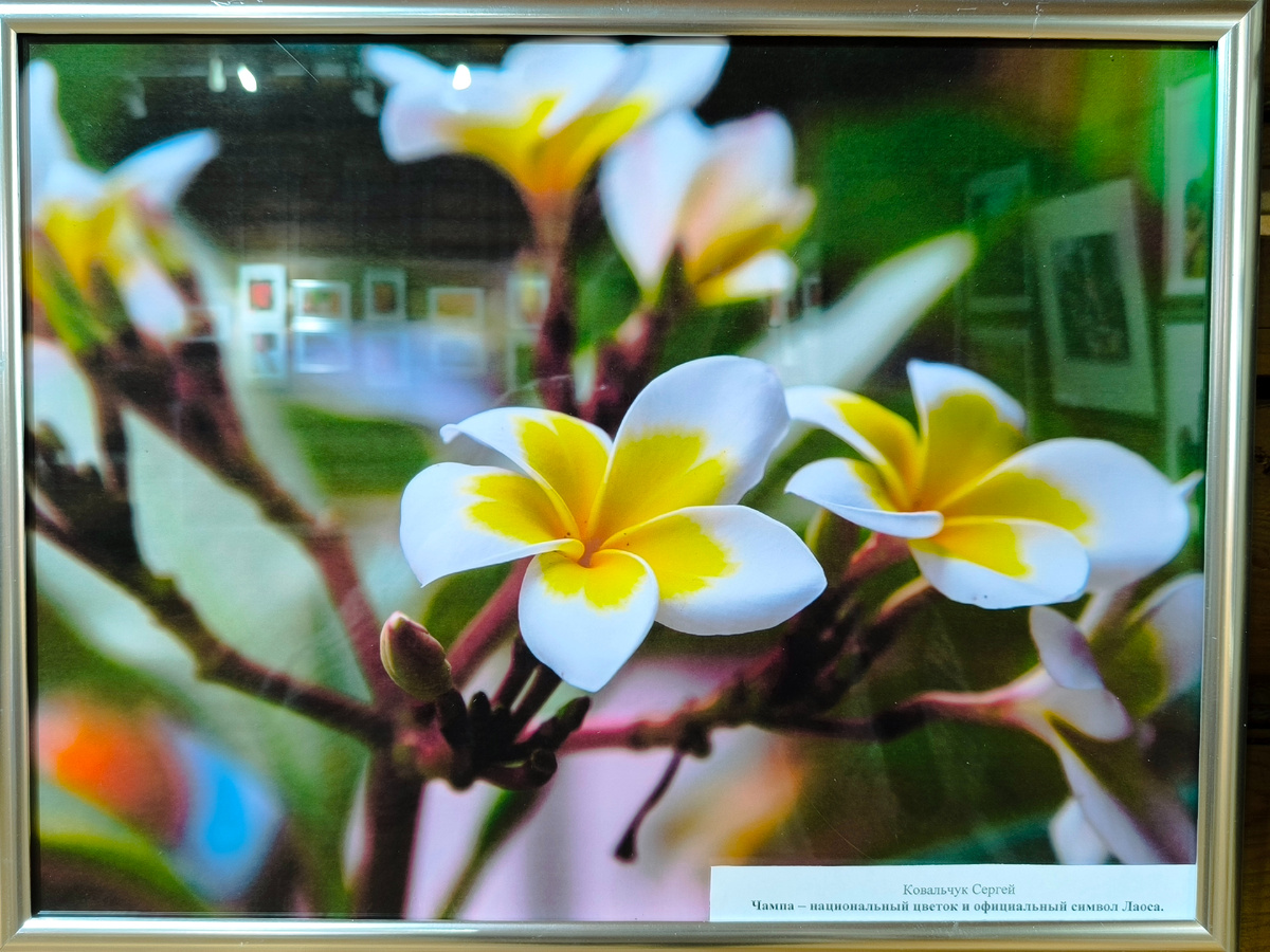 Док Чампа (Dok Champa) — национальный цветок Лаоса, также известный как плюмерия (Plumeria) или франжипани. Для лаосского народа док чампа олицетворяет радость жизни и искренность — ключевые ценности, которые отражают культурные и духовные убеждения страны. Фото Сергея Ковальчука с выставки в усадьбе В. Сукачёва (© Анна, «Маяк энтузиастов»)