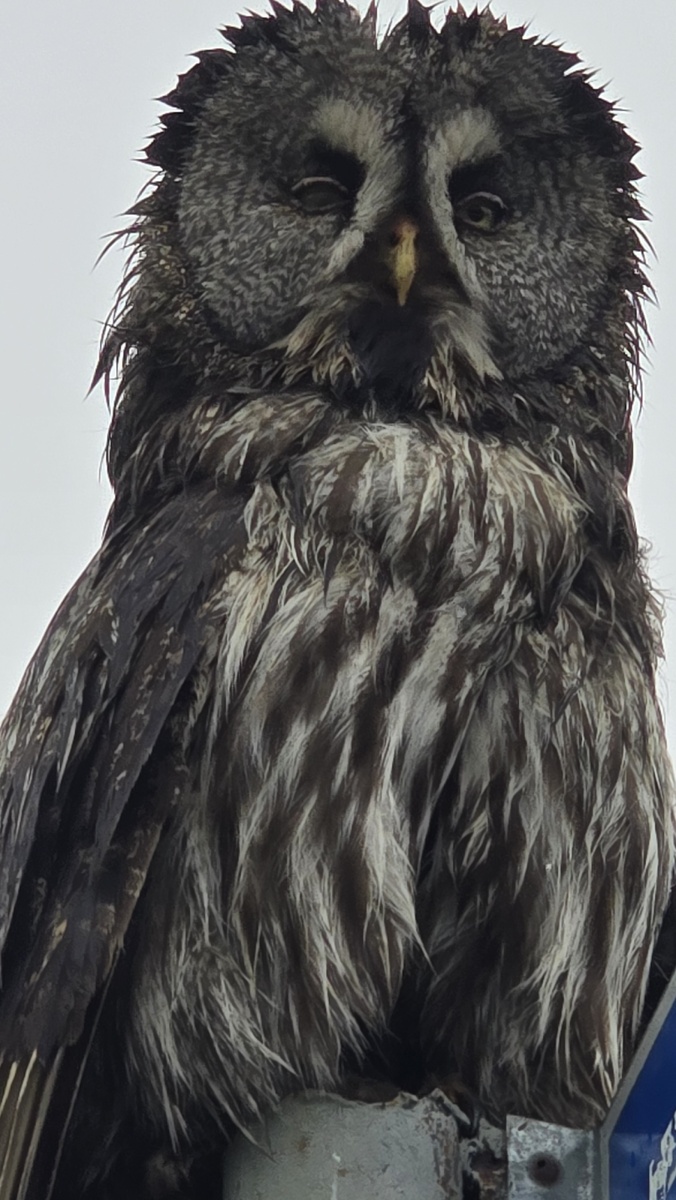 Встреча с птицей на трассе