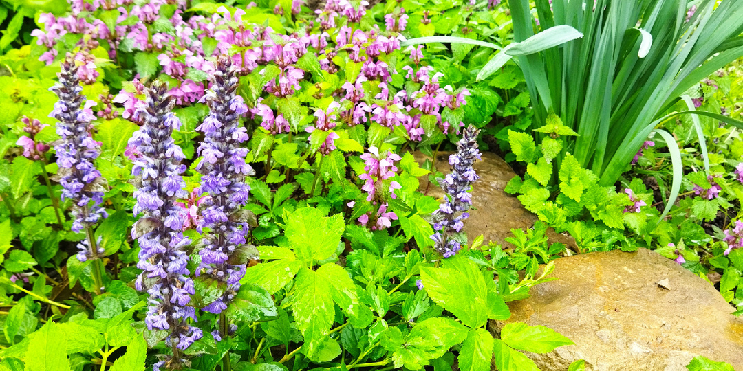 Весенние клумбы.