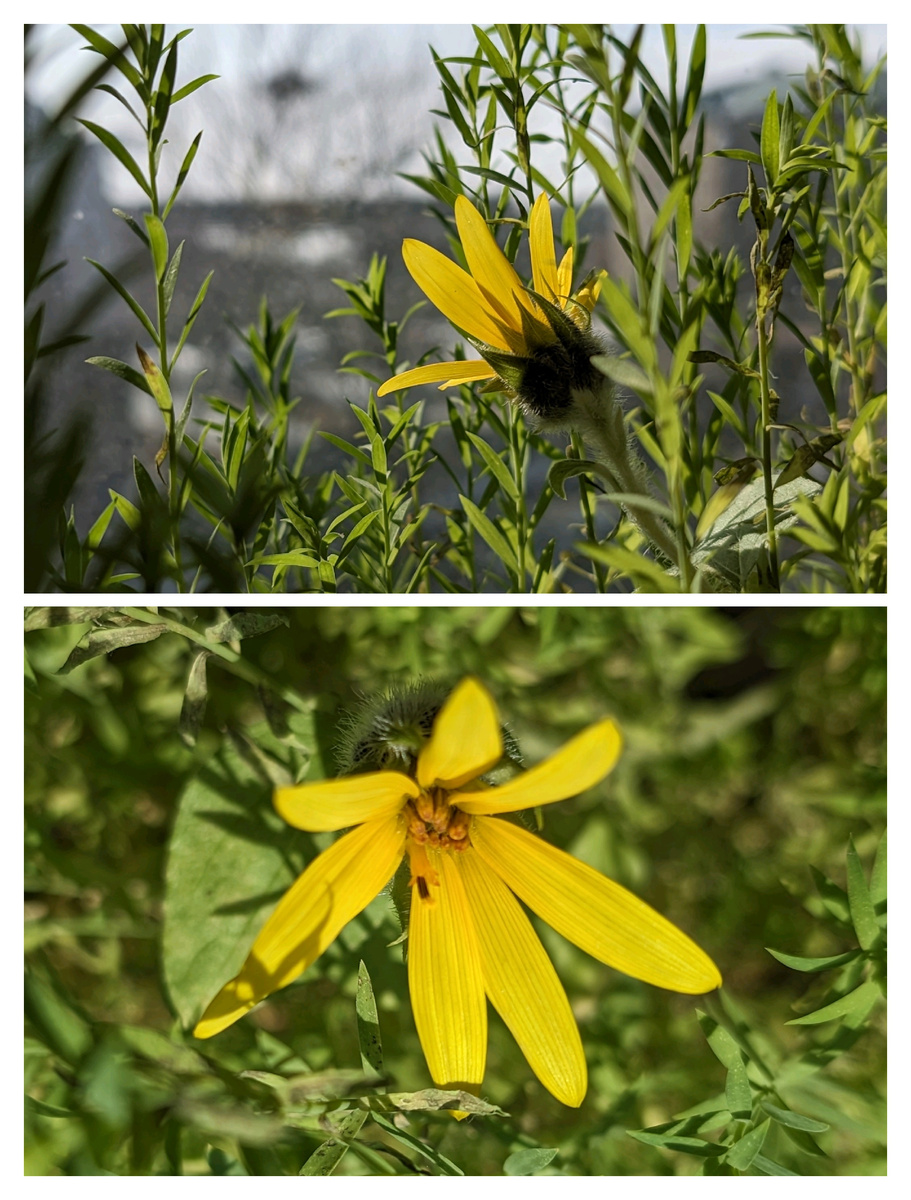 Таким был подсолнушек в феврале.