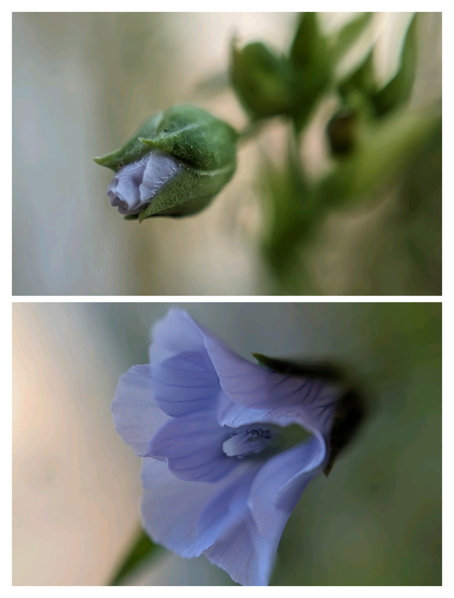 Новый цветок льна.